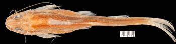 Media type: image;   Ichthyology 4947 Description: photograph;  Aspect: dorsal